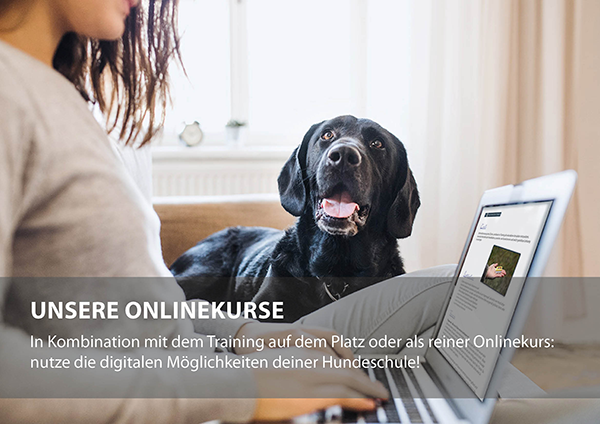 Online Hundetraining anbieten