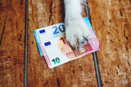the-dog-paw-lying-on-the-euros-banknotes-a-twenty-euro-and-a-ten-euro-banknote