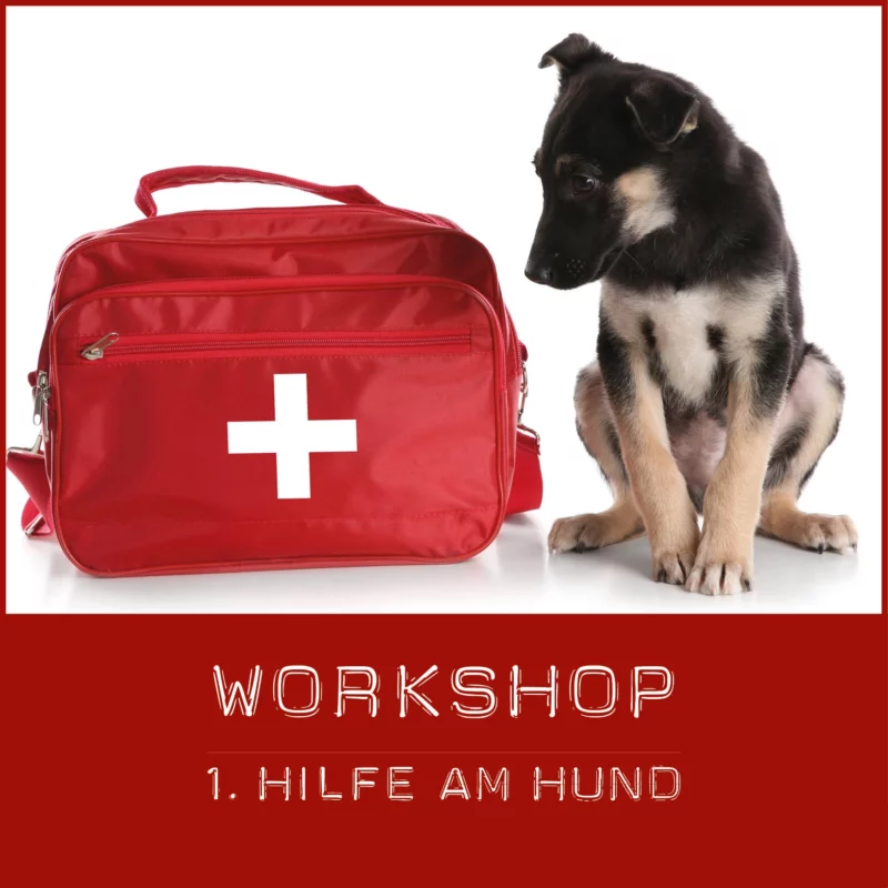 Erste Hilfe Workshop für deine Hundeschule