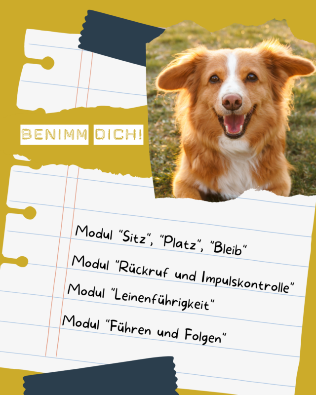 Module im Benimm Dich Kurs für Hundeschulen