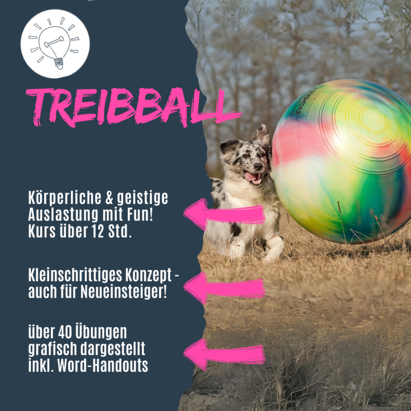 Biete mit diesem Konzept Treibball in deiner Hundeschule an