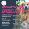Was braucht ein Hund zum glücklich sein