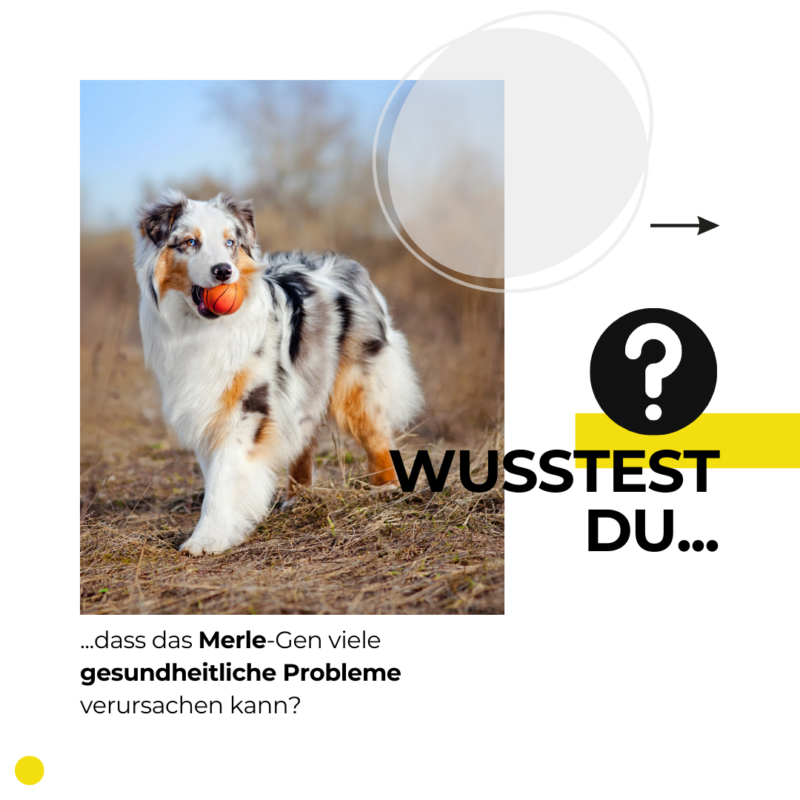 Qualzuchtmerkmal: Merle-Gen