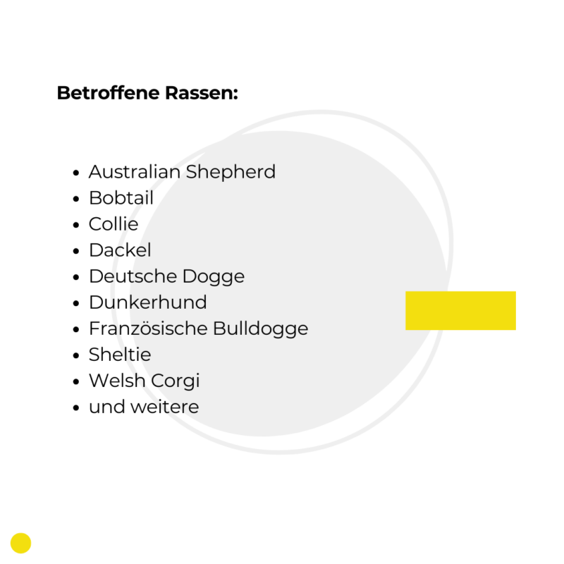 Merle-Gen: häufig betroffene Hunderassen