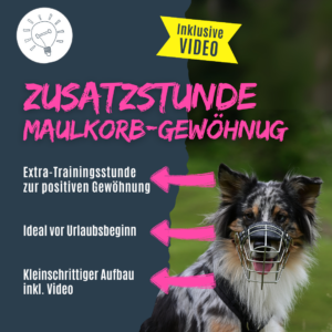 Maulkorb-Gewöhnung Schritt für Schritt Anleitung