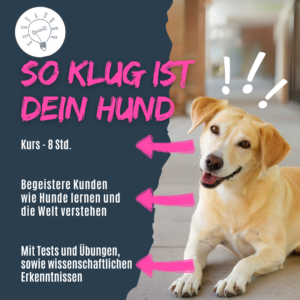 So klug ist dein Hund
