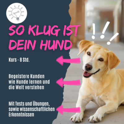 So klug ist dein Hund