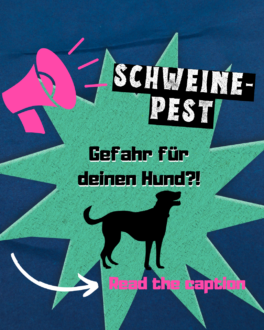 schweine-pest-1