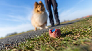 shetland-sheepdog-in-front-of-a-dog-bait