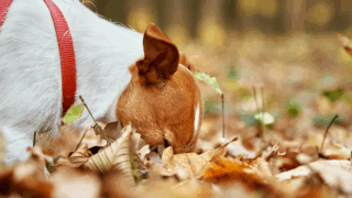 Hund Laub