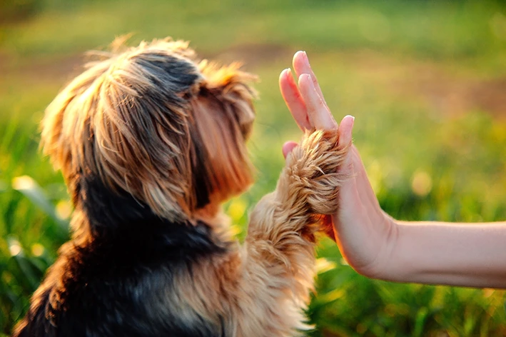 Hundeschule mit Leichtigkeit führen