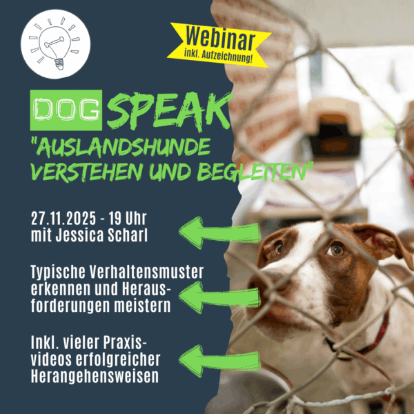 Tierschutzhunde verstehen und begleiten