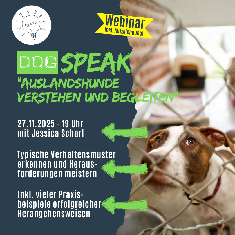 Tierschutzhunde verstehen und begleiten