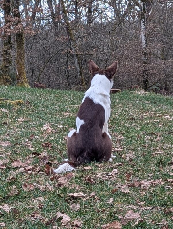 Mach ein Foto von deinem Hund, bei dem er dich nicht anguckt.