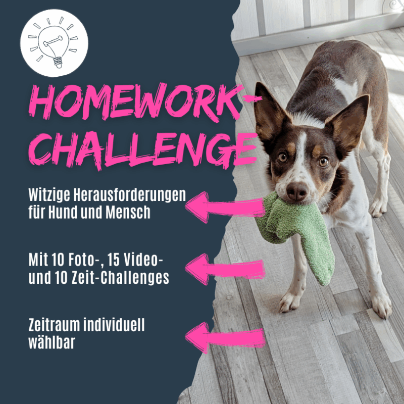 Witzige Herausforderungen für Mensch und Hund