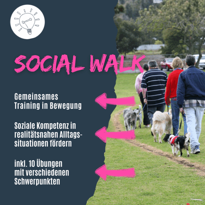 Social Walk mit Hund, darauf solltest du achten
