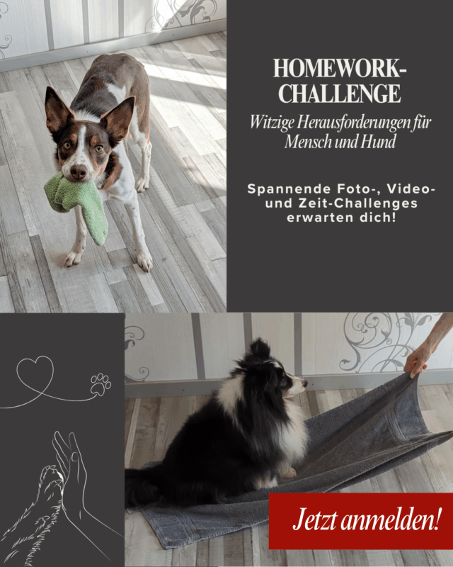 Süße Tricks für Hunde in der Homework-Challenge