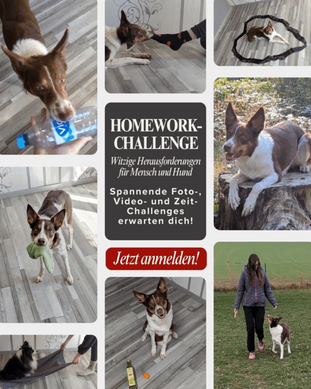 Süße Tricks für Hunde in der Homework-Challenge