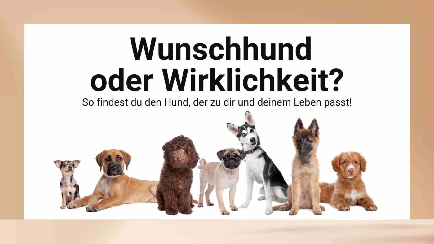 Wunschhund oder Wirklichkeit - diese Fragen sollte man sich vor der Anschaffung stellen.