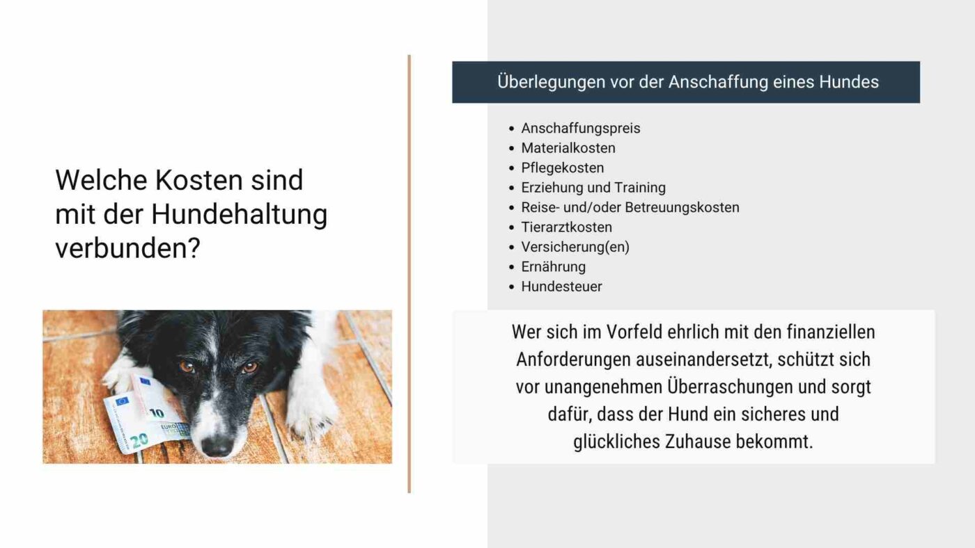 Wunschhund oder Wirklichkeit - diese Fragen sollte man sich vor der Anschaffung stellen.