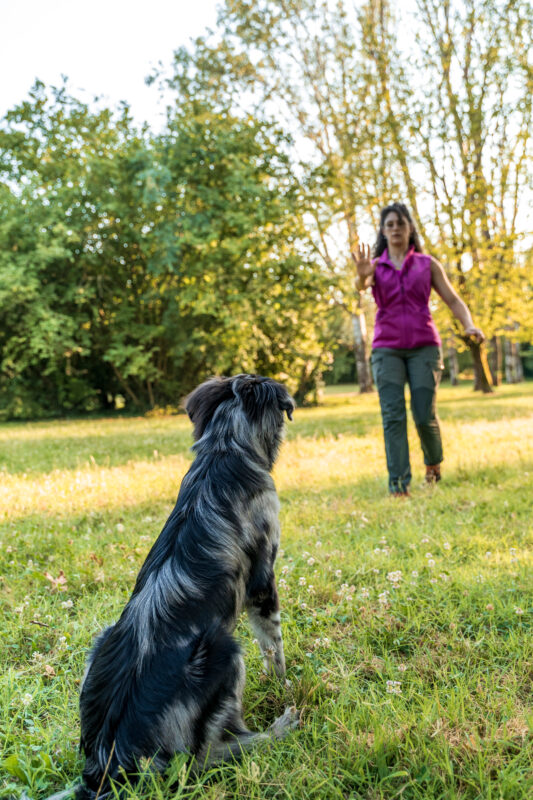 Bleibübung mit Hund
