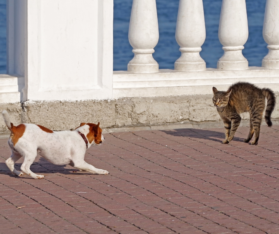 Begegnungstraining von Hunden