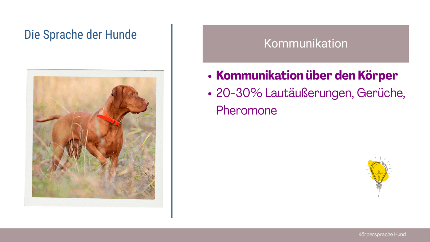 Hunde lesen lernen