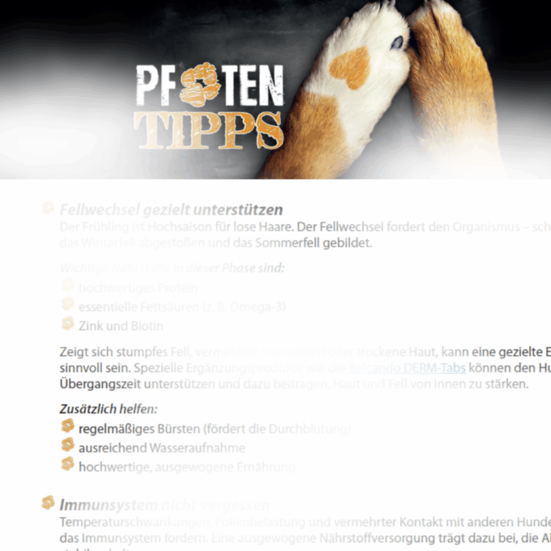 Was im Frühling mit Hund beachten?