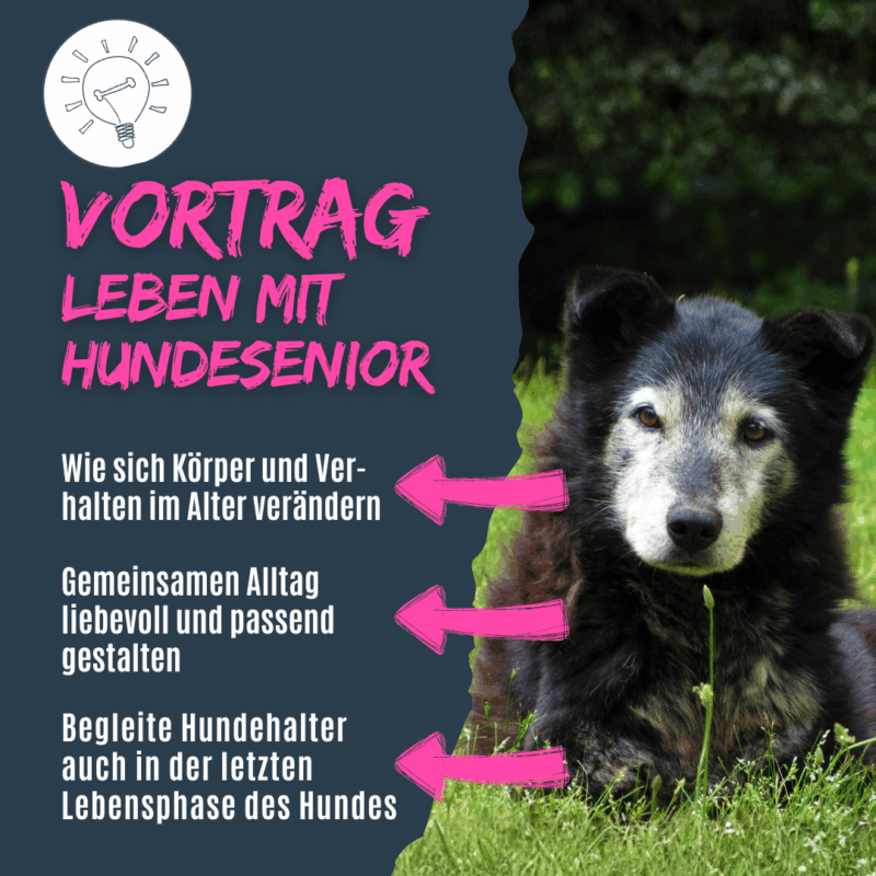 Vortrag Leben mit alten Hunden