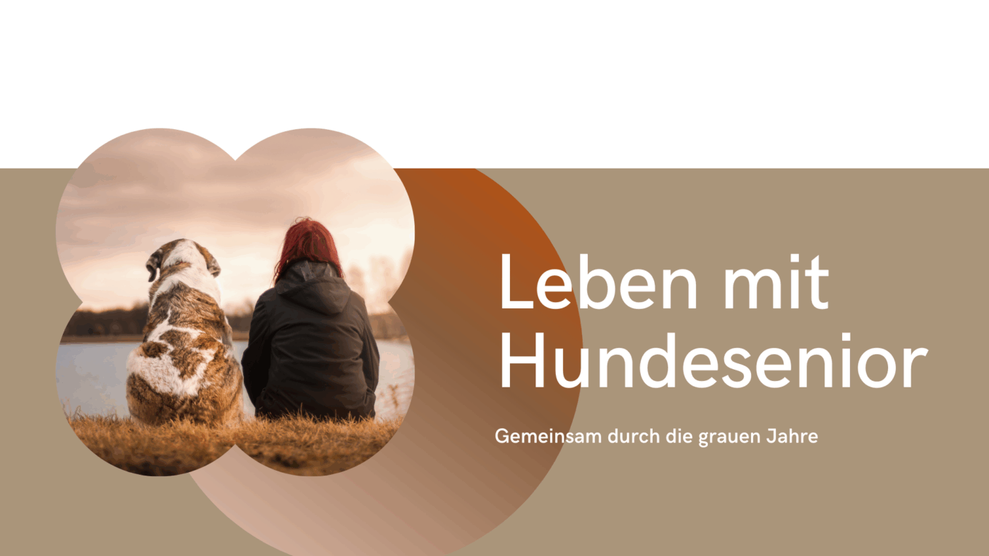 Was brauchen alte Hunde?