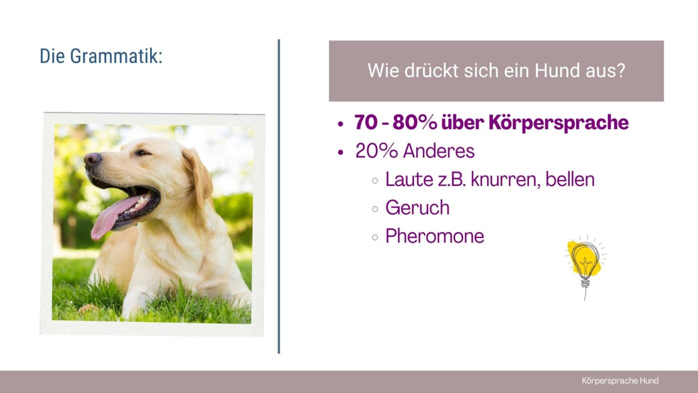 Körpersprache Hund verstehen