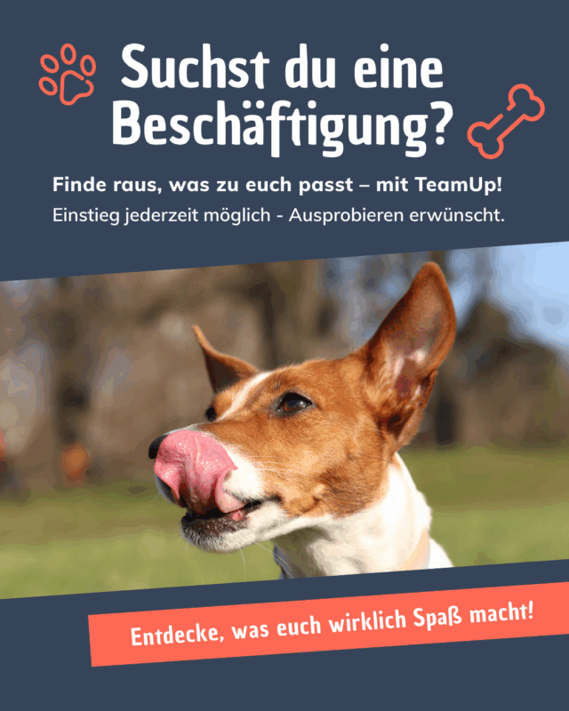 Beschäftigung für Hunde
