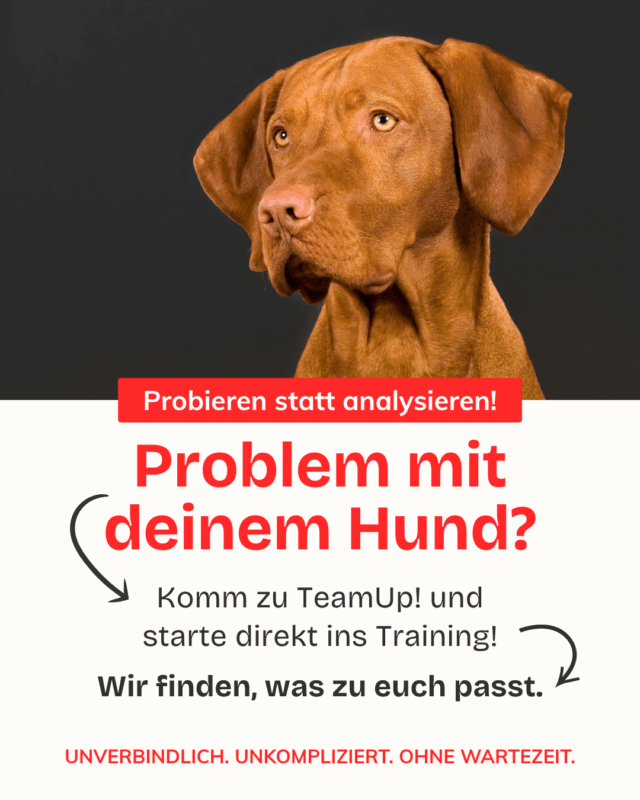 Problem mit deinem Hund