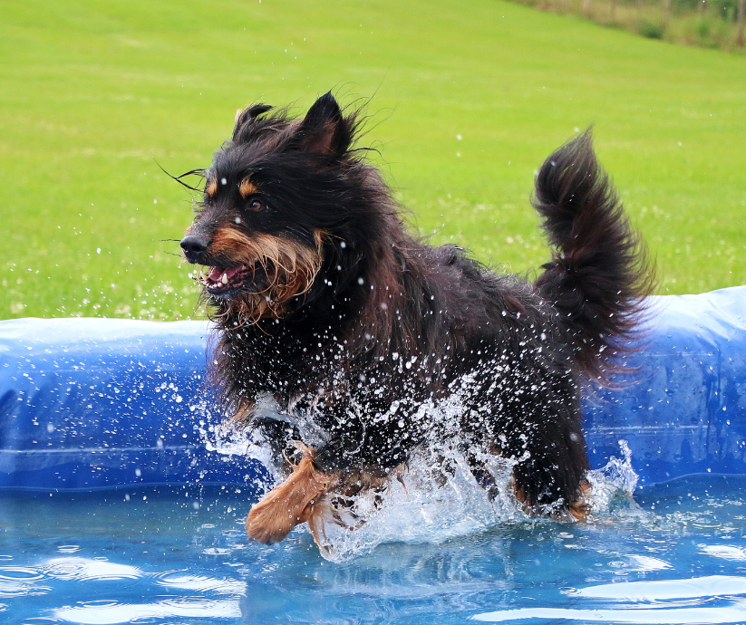Ideen für Hundetraining mit Wasserspielen