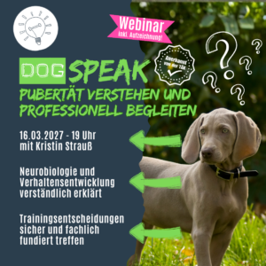 Junghund in der Pubertät